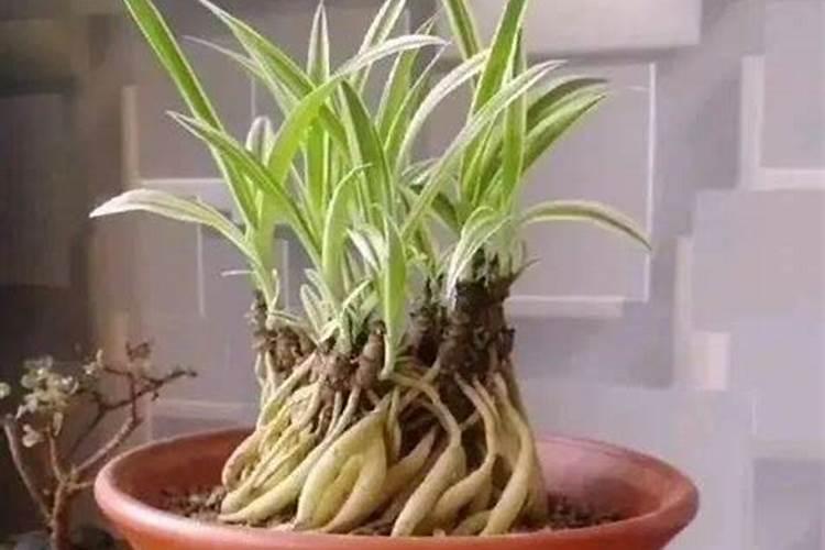 可以用磷酸二氢钾来浇花吗？