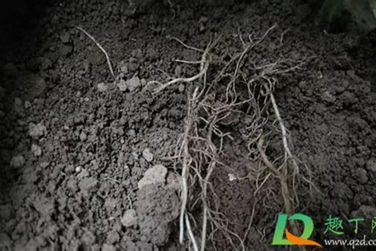 多菌灵和恶毒灵哪个给土壤消毒好