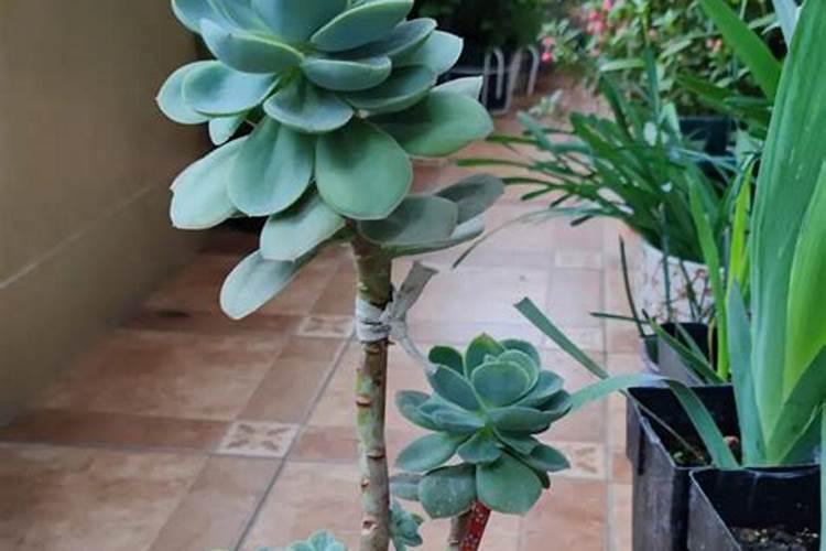 夏天可以给多肉施肥吗 怎么正确的施肥