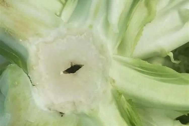 菜花怎样合理施肥？