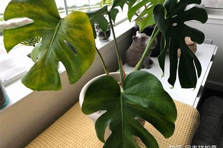 水培龟背竹的养殖方法和注意事项