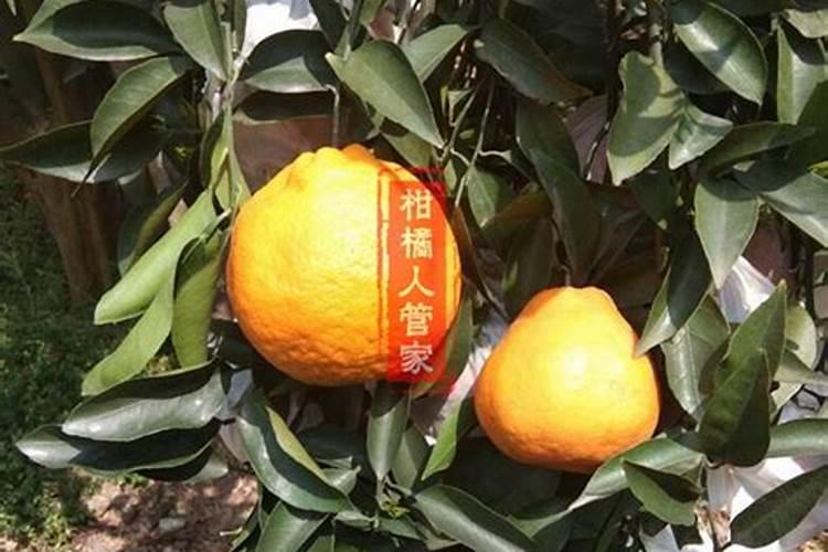 柑橘施什么肥可以增加甜度(柑橘施叶面肥果子会很甜)