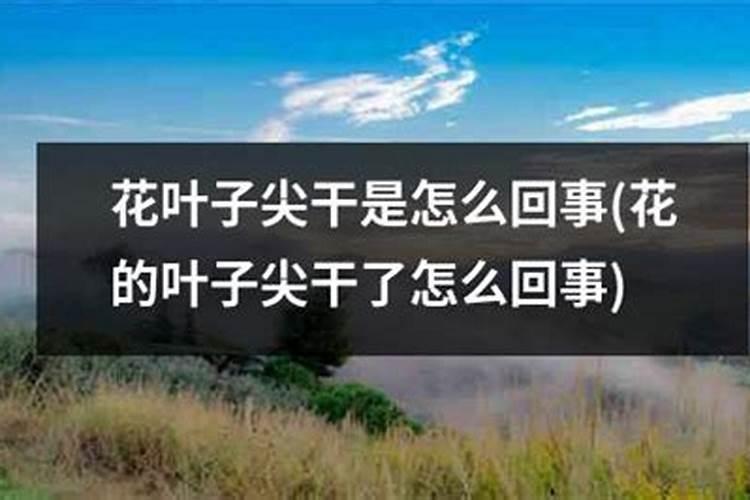 月季花施磷酸二氢钾肥料的正确用法