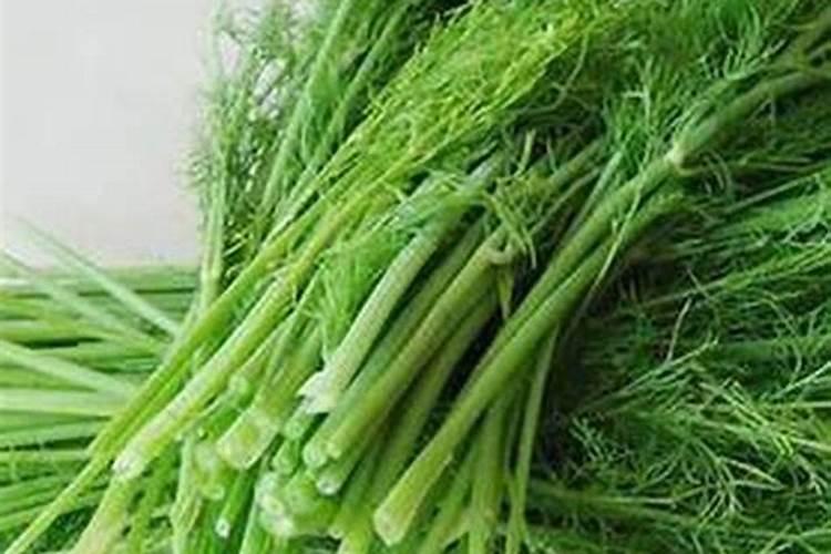 秋白菜用什么化肥合适