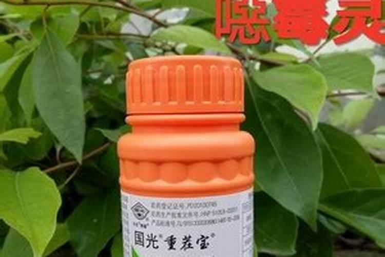 水稻秧苗叶尖发黄怎么办