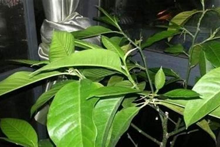 白兰花四季的养殖方法