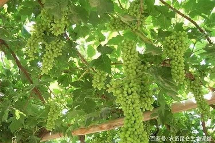 葡萄增甜最好方法
