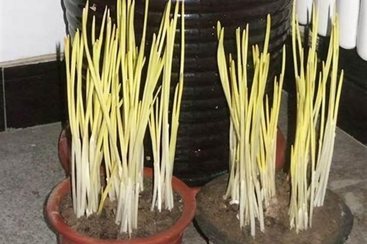 这种肥料用作大蒜底肥能用吗