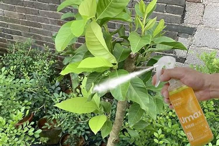 白兰花施什么肥？