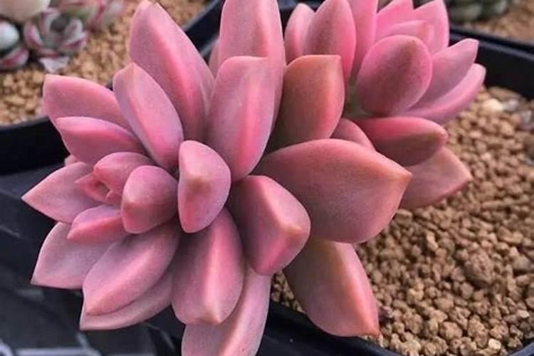 多肉植物在移栽到土里时,需要施肥吗？