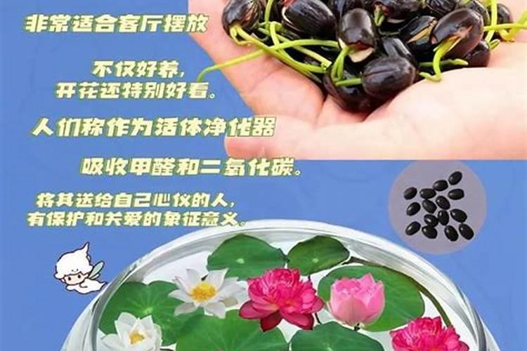 白莲要怎么种呢？莲商会