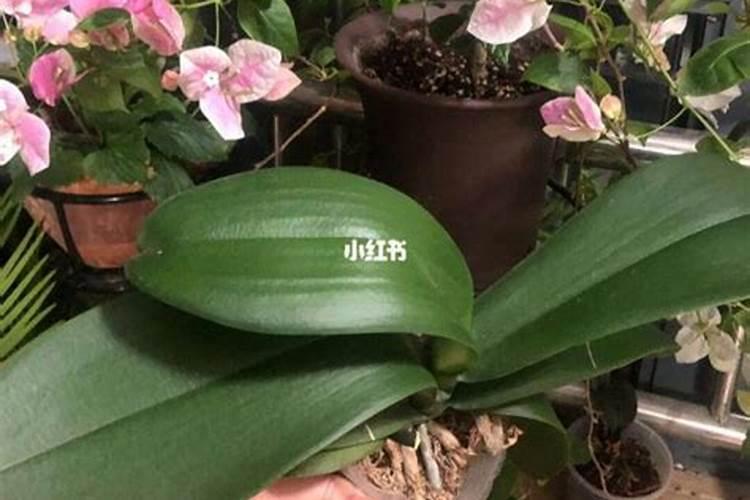 复合肥适合种什么花