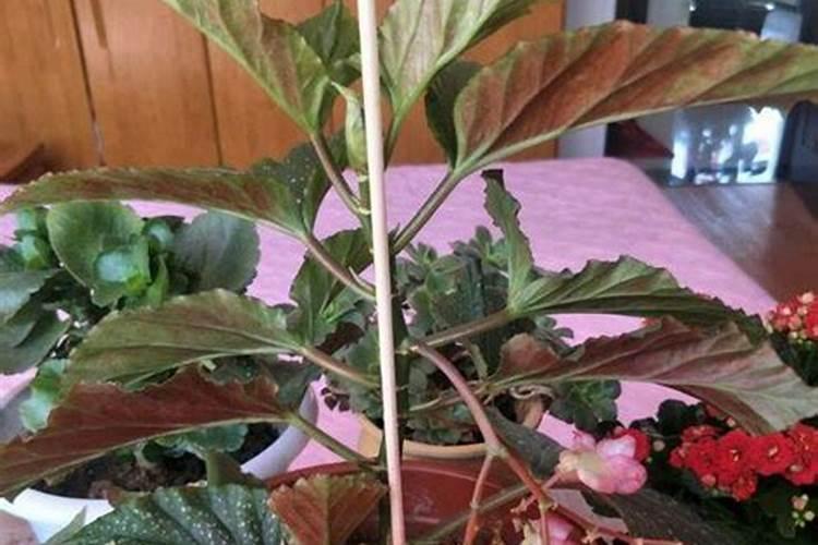 竹节海棠怎么施肥