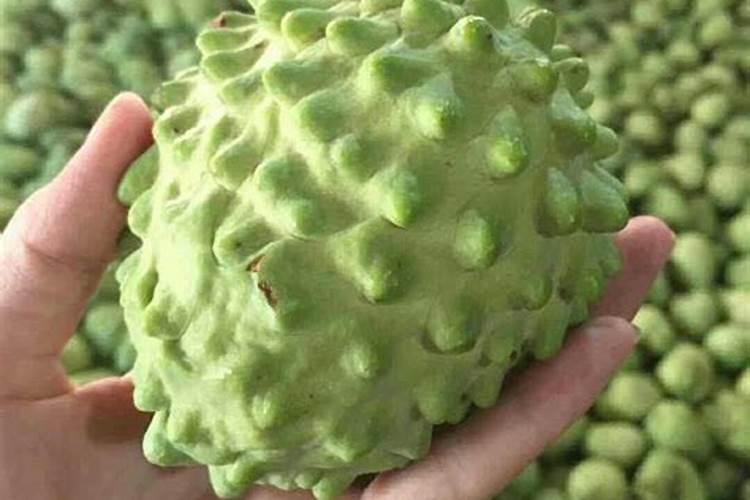 释迦果怎么种植和管理？