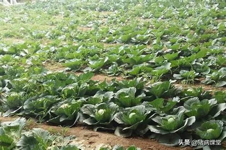 包心芥菜种植技巧 包心芥菜种植方法