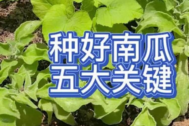南瓜忌什么肥料