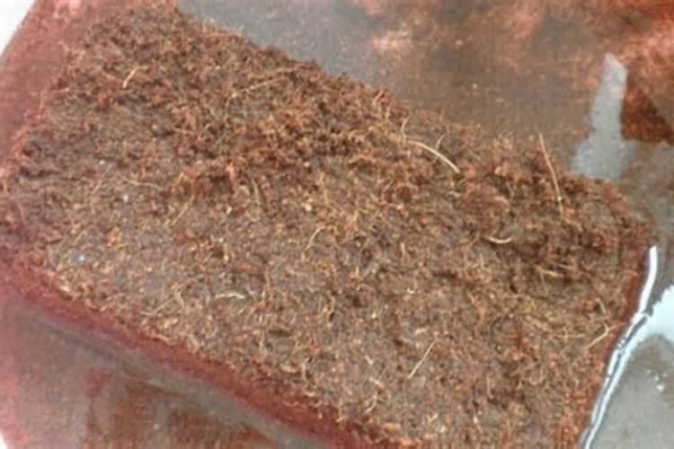 多肉植物用什么土种植