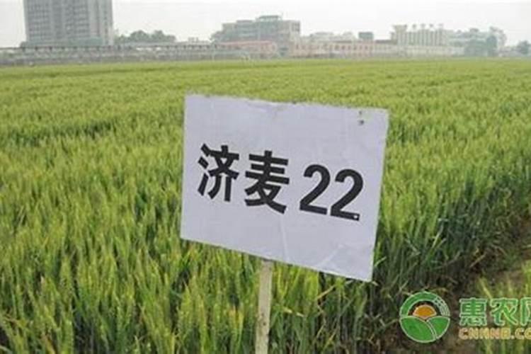 种小麦用什么肥料好