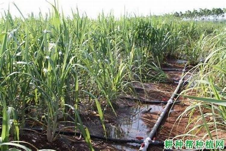 如何在甘蔗上正确使用生物肥
