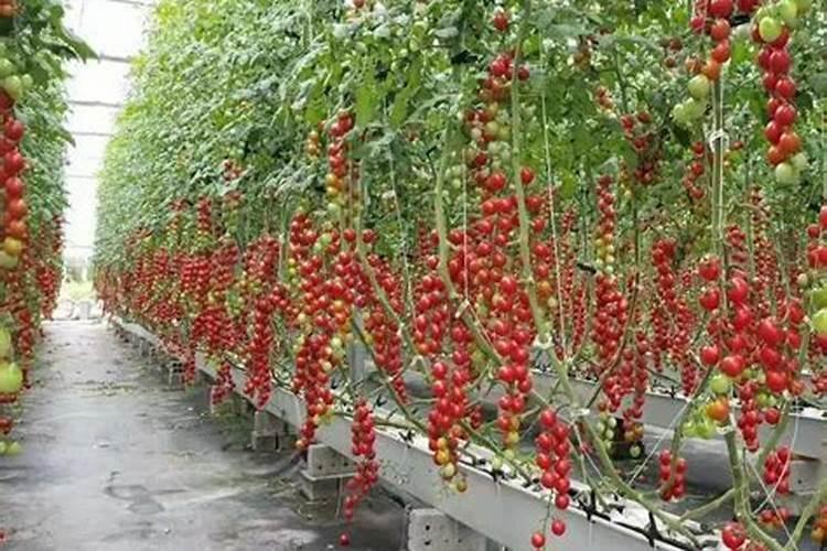 辣椒开花结果需要施什么肥