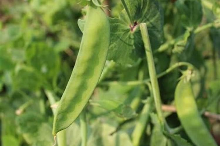 饭豆的种植方法和时间