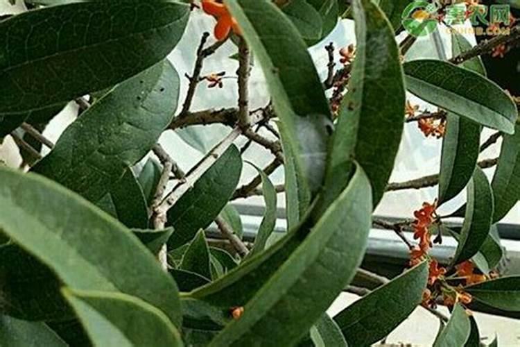 春季桂花适合用什么肥料怎么施？