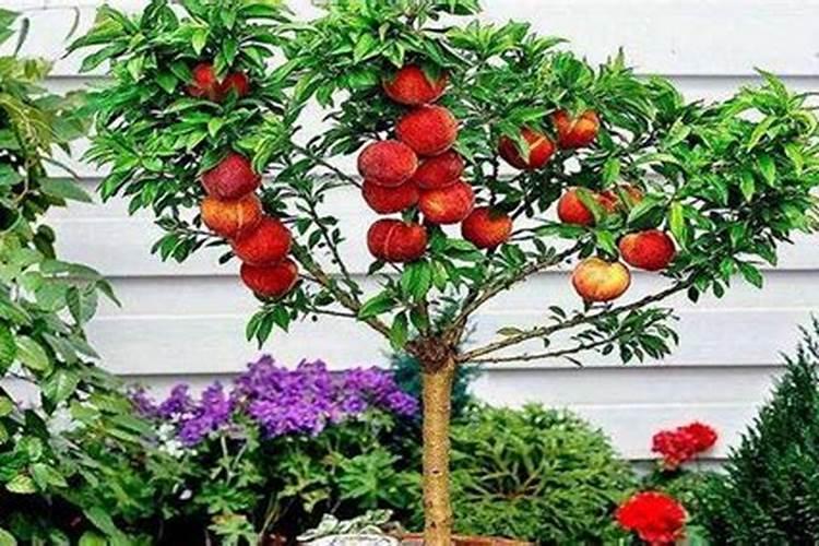 结果桃树每年怎样施肥