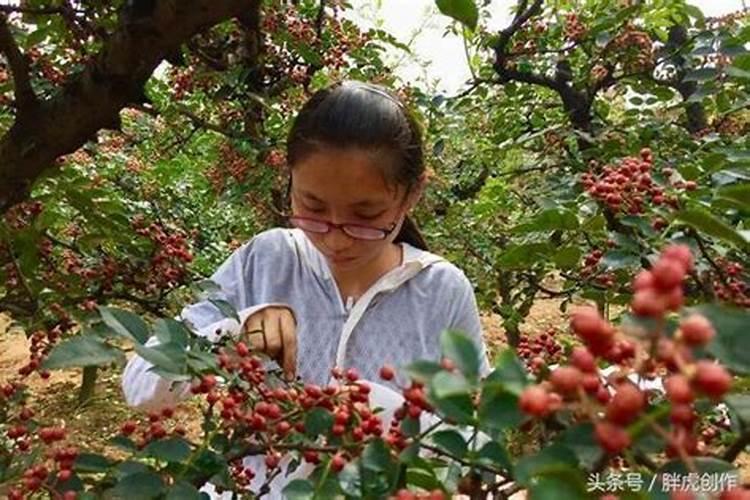 花椒叶面肥多久打好