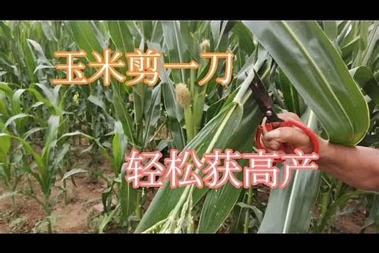 玉米结果期施什么肥
