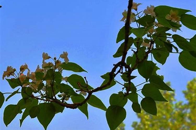 楸树根苗今年价格多少啥时候种植最好