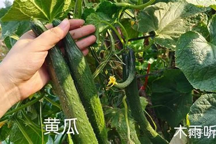 黄瓜苗快速生根方法 黄瓜苗的快速生根方法