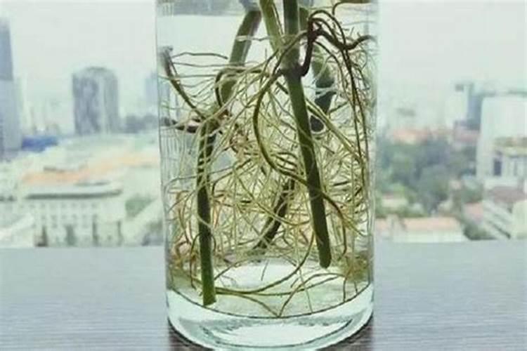 生根水怎么配比效果最好？能用家里常见材料做吗？