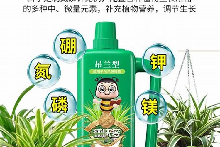 水培吊兰可以加些什么来补充营养 水养吊兰用什么营养液