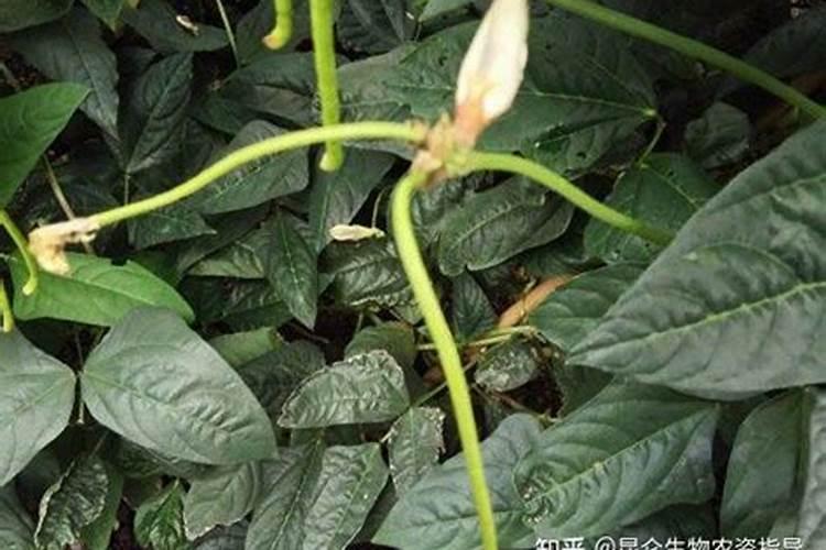 种豆角用什么做底肥