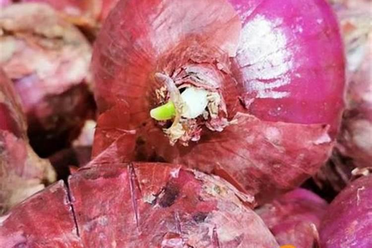 洋葱怎样才能长得更大