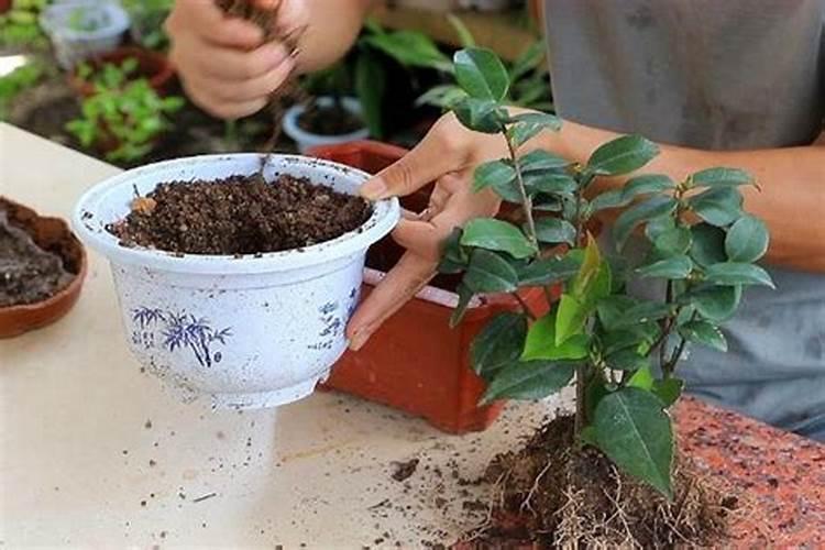 茶花施什么肥料最好