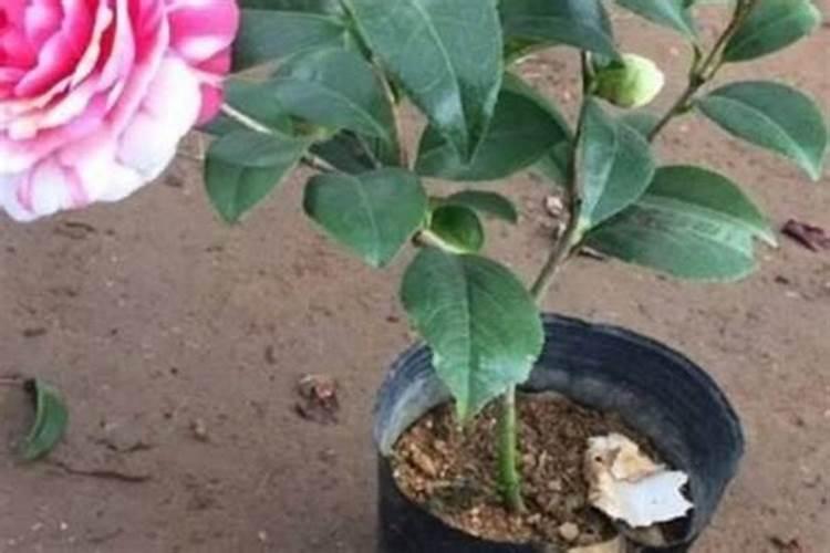 茶花施什么肥茶花怎么施肥