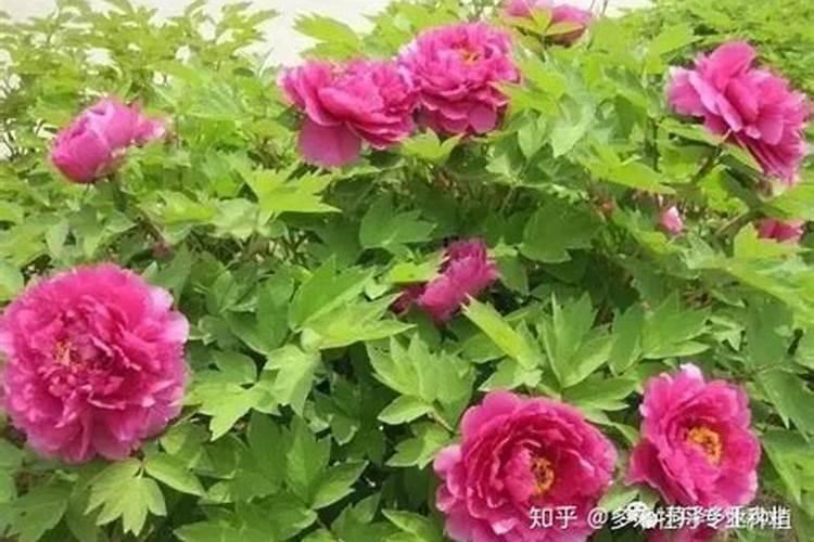 牡丹花要在什么时间施肥 牡丹什么时候施肥最好