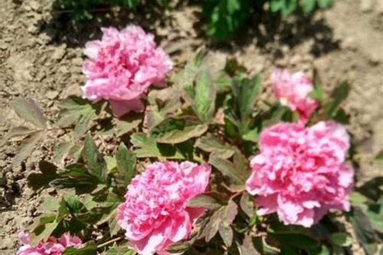 刚移栽的牡丹花需要底肥吗