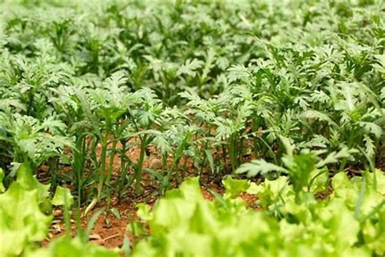 硼砂施多了作物有什么害处？