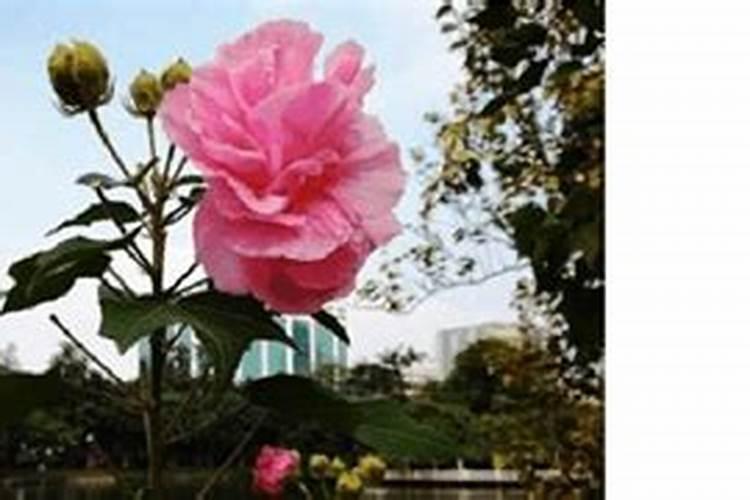 金弹子秋季施什么肥