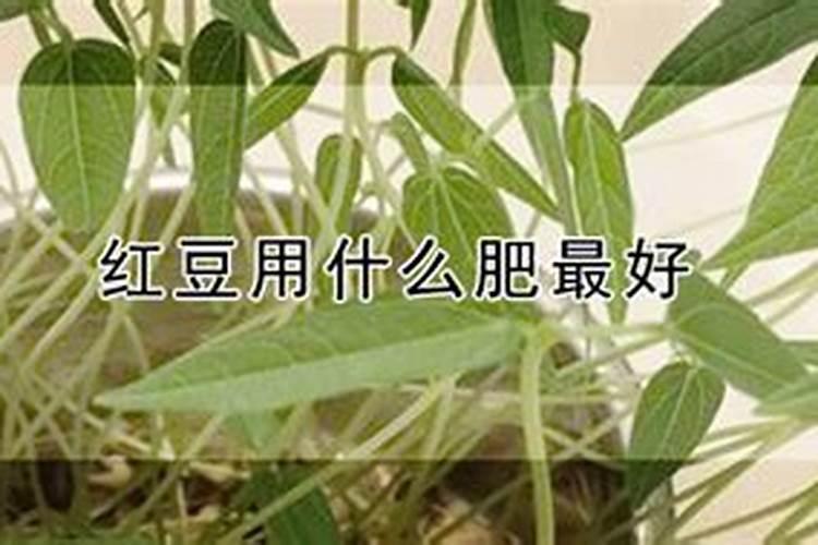 红小豆能喷叶面肥吗能用黄豆的叶面肥吗？