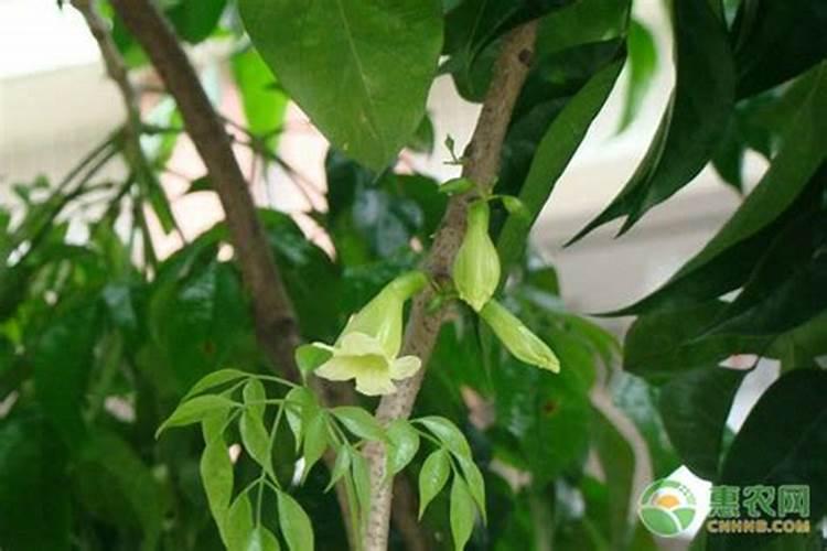 菜豆树的养护方法