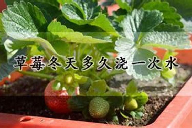 草莓施肥时间和方法