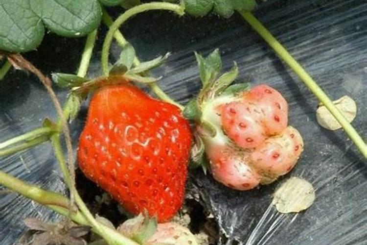 草莓畸形果怎么预防