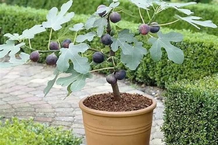 种无花果施什么肥