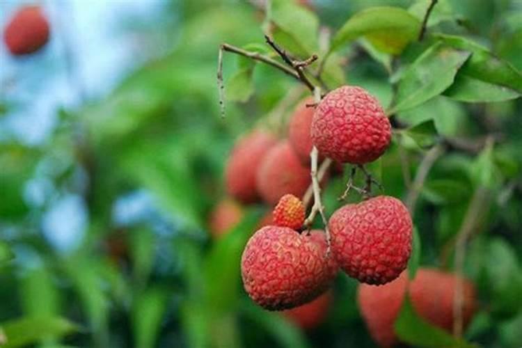 白糖罂荔枝打什么药最好