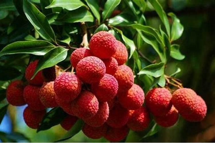 白糖婴荔枝种子如何发芽