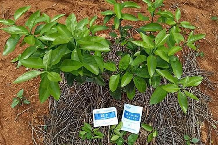 盆栽石斛兰花的叶面肥哪那种好 盆栽石斛兰花的叶面用什么肥料好