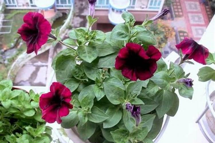 20里米花盆加施磷钾肥多少才好